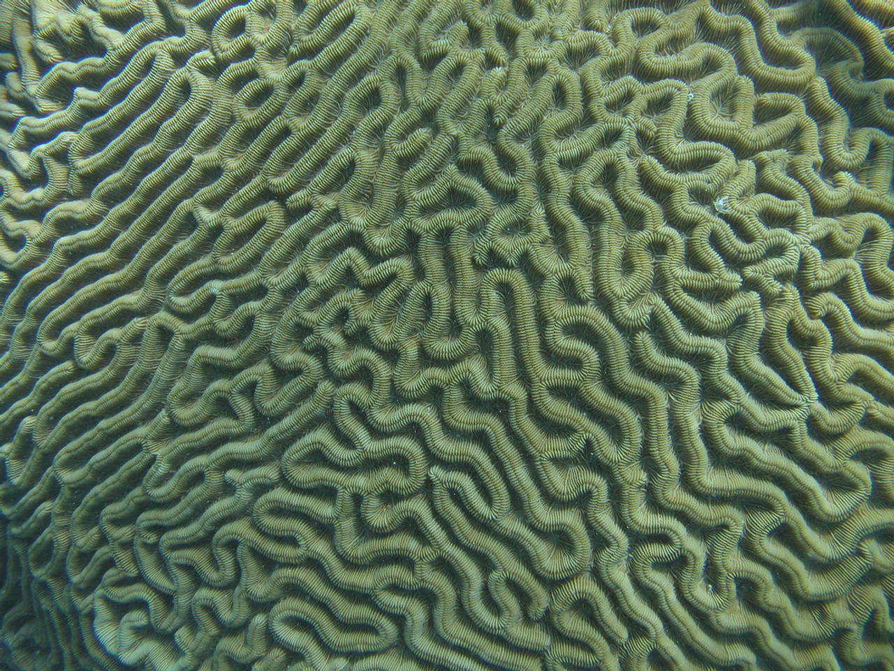 Colpophyllia natans